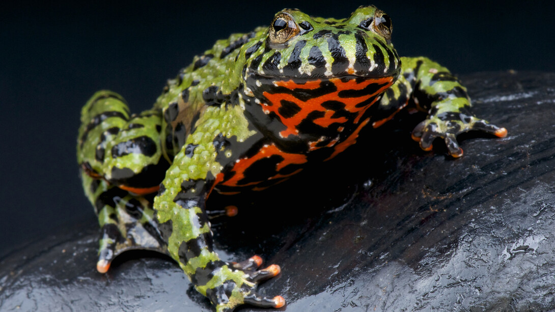 Frogs! A Chorus of Colors. Courtesy of Florida Museum of Natural History