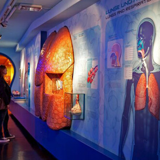 Journey into the Human Body. Courtesy of Haus der Natur