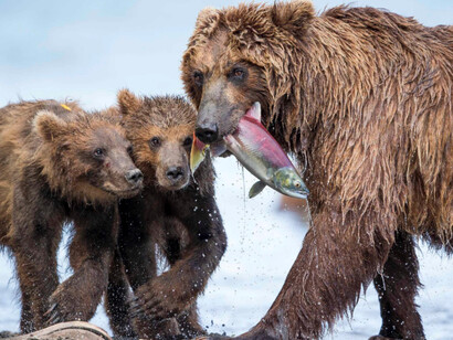 Wildlife Photographer of the Year. Courtesy of ROM 