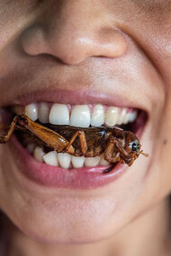 Entomofagia: ingesta de insectos como alimento para los humanos, un hábito alimenticio muy extendido en algunas culturas de la Tierra como en África, Asia, América y Oceanía
