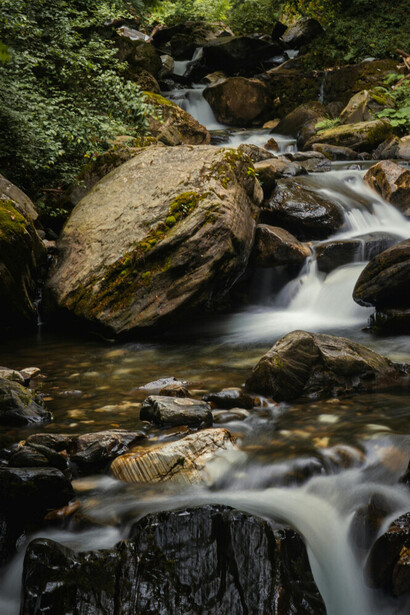 Bosque. Malezas, anchas, quejumbroso matorral del norte. Se divisaba lo extenso del cañaveral