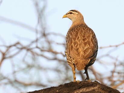 Double-spurred Francolin near Kotu Creek Trail © Gehan de Silva Wijeyeratne