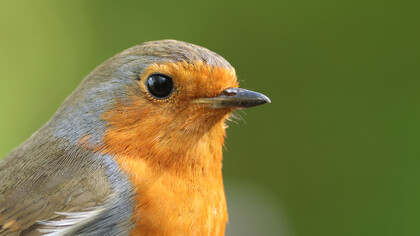 Robin © Gehan de Silva Wijeyeratne