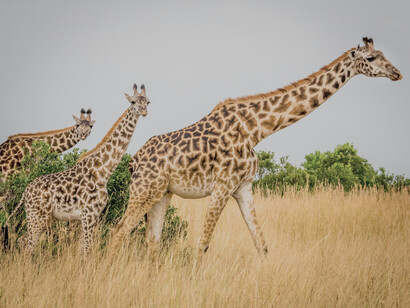 Solo la classificazione della giraffa tra gli animali vulnerabili all'estinzione con la scomparsa da parecchie aree ha stimolato l'interesse di vari scienziati