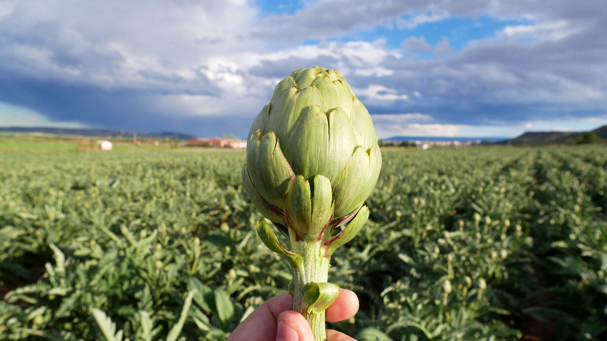 Al crecer se vuelve un maltón que realiza trabajos agrícolas bajo la intensa radiación solar
