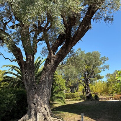 Gli olivi secolari della tenuta di Les Collettes, Cagnes-sur-Mer, Francia. Foto di Flavius Roversi