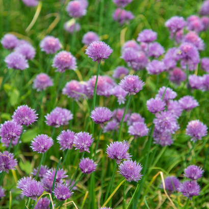 Purple flowered herb (detail). Photo Simon Bunegar