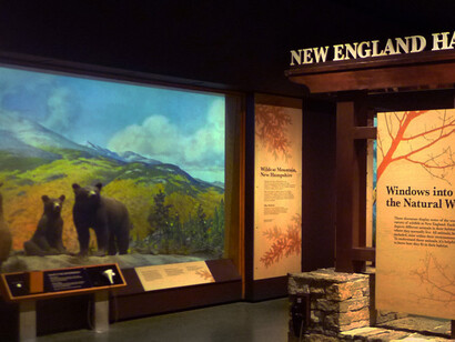 New England Habitats. Courtesy of Museum of Science