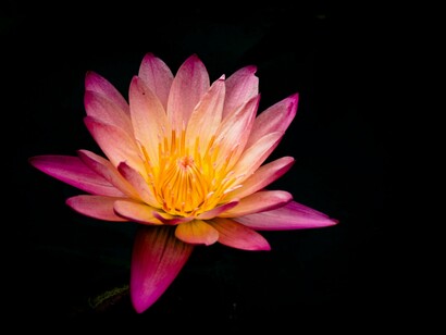Fiore di Ninfea (Nymphaea nouchali)