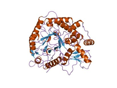 Représentation de la gliadine, protéine dont la compréhension moléculaire éclaire l’étude de l’expression génétique et des protéines chez les organismes