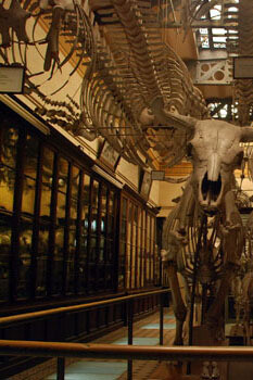 Osteología Comparada. Courtesy of Museo de La Plata