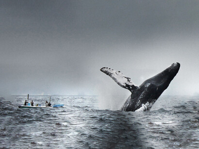 Ballena jorobada avistada en Puerto López, Ecuador. Las ballenas jorobadas surcan el Pacífico en su ruta migratoria, dejando huellas fugaces en el mar que despiertan asombro y contemplación
