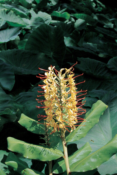 Giglio zenzero, Hedychium gardnerianum
Lo chiamano “ginger lily”, giglio di zenzero, questo fiore meraviglioso ed enorme, capace di sprigionare un profumo intenso che pervade l’aria delle miti notti azzorrane. Hedychium gardnerianum, originario dell’Himalaya e noto in Italia come bulbosa estiva per vasi e aiuole, fu introdotto alle Azzorre come pianta ornamentale a metà del ‘900; ma si è ambientato talmente bene da divenire un’infestante aggressiva, che ha espulso dalle foreste e dai pendii costieri la vegetazione nativa, spesso rara ed endemica di queste terre che erano rimaste a lungo isolate, causando così un vero e proprio disastro ecologico.
Sembra strano che una creatura così bella sia tanto pericolosa per l’equilibrio ambientale, ma le autorità forestali azzorrane sono costrette a programmare periodiche campagne di abbattimento, rese difficili dal fatto che le radici rizomatose si espandono con grande rapidità. La splendida, fragrante fioritura, che copre intere fiancate di montagne, avviene tra luglio e agosto ed è divenuta motivo di richiamo turistico. Lo stesso avviene con le ortensie, che oggi vengono falciate dai pascoli altrimenti diventano invasive al punto da occupare i prati destinati alla produzione di foraggi per il bestiame. Foto di Enzo Valenti