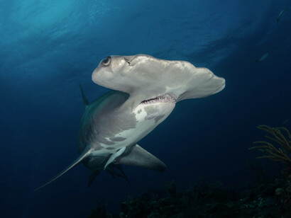 Hammerhead shark underwater near coral formations in The Bahamas