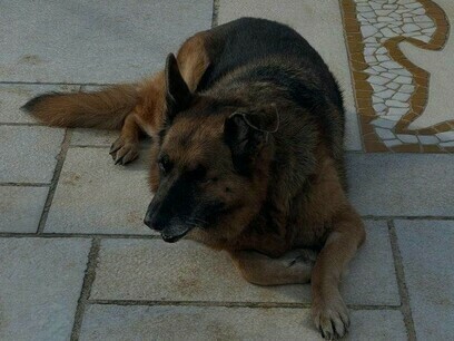 Moly on the ground has spotted something she can play with