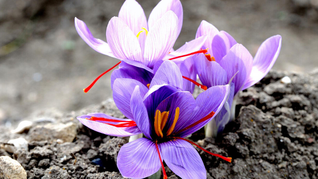 Fiori di zafferano