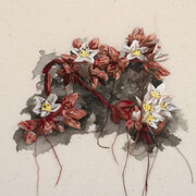 Michelle Robinson, Santa Cruz Island Dudleya, 2026. Courtesy of Launch LA 