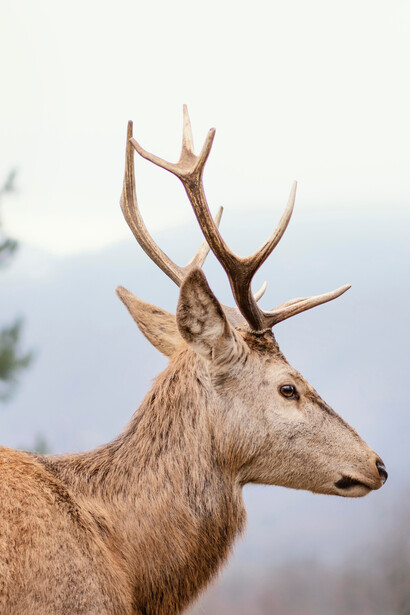 Around Great Falls, Montana, you get a classic Northern Plains–meets–Rocky Mountain mix of wildlife
