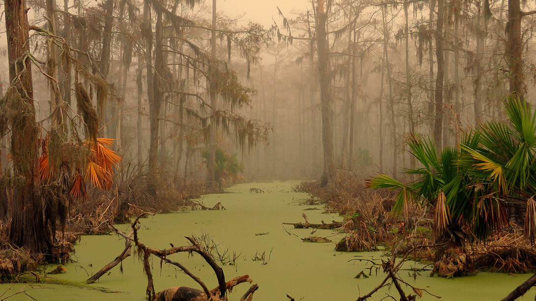 La niebla en el Bayou