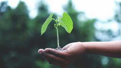 A human hand holding a hopeful sapling on their palm