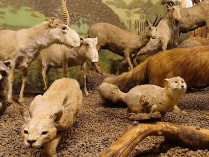Animals of the world, exhibition view. Courtesy of the Latvian National Museum of Natural History