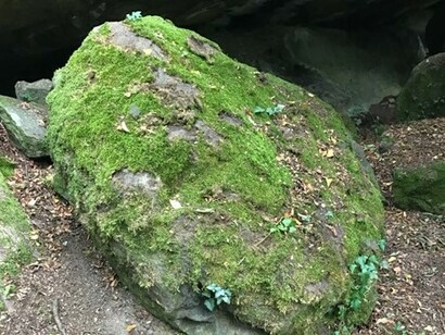 I muschi hanno la capacità di crescere anche senza terra e su superfici oblique e verticali