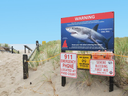 Respetar a los tiburones no implica solo admirarlos desde la distancia, sino también reconocer que son vitales para la salud del mar y que cada acción humana puede afectar directamente su existencia