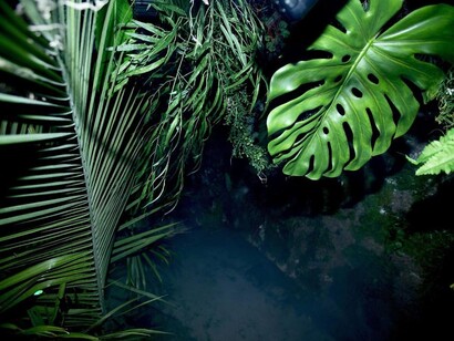 Its a Jungle Out Here. Courtesy of ABXY