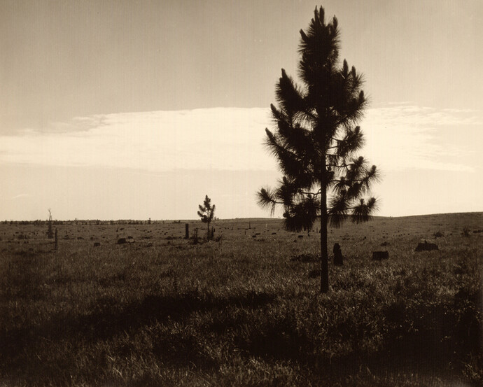 Prospect.4. Courtesy of Ogden Museum of Southern Art 
