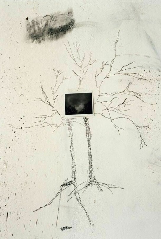 Saul Fletcher, Untitled #288 (twin trees), 2013, C Print, 7 x 5 9/8 inches, Courtesy Anton Kern Gallery, New York