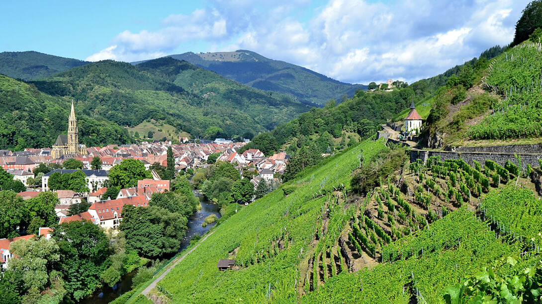 Il vigneto grand cru Rangen sopra Thann (Alto Reno), Francia