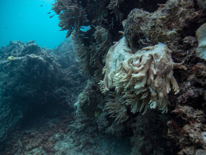 Specie marine a rischio di estinzione
