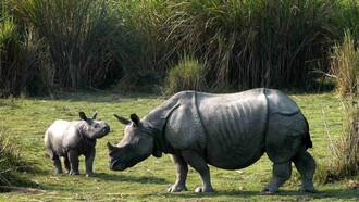 Adult Rhino with its cub grazing in Kaziranga National Park