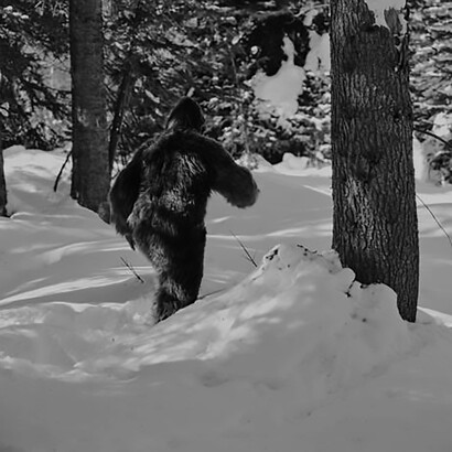 Sasquatch, the legendary Bigfoot, navigating a winter forest, adds an air of mystique to the snowy landscape