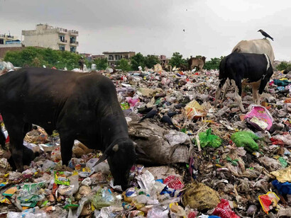 Cattle looking for food in the plastic and garbage littering the country in India
