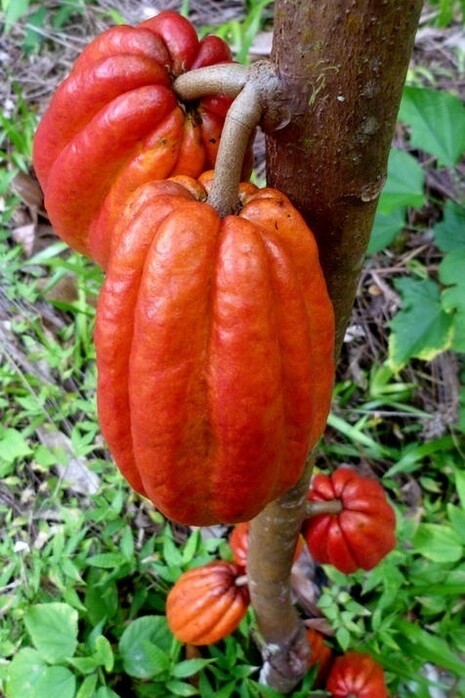 Frutti del cacao