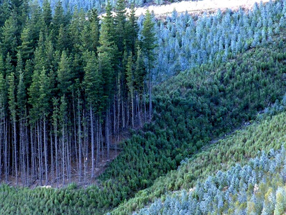 Plantaciones de pinos en el sur de Chile