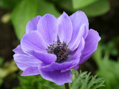 Un anemone viola