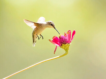 As tratativas medicinais naturais e orgânicos são milenares, e nos fazem um convite a entrar no jogo do equilíbrio