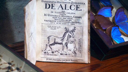 El Real Gabinete de Historia Natural. Courtesy of Museo Nacional de Ciencias Naturales