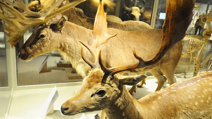Great Mammal Hall. Courtesy of Harvard Museum of Natural History 