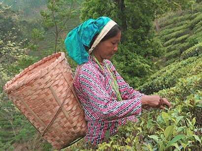 Tea picker on slope