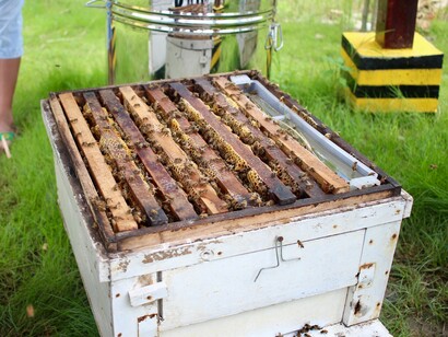 La laboriosità delle api