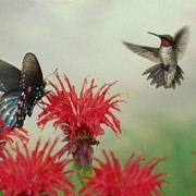 Stephanie Rozzo, Monterey, California, USA, Ruby–throated Hummingbird, Pipevine Swallowtail, Scarlet Bee–balm, (Archilochus colubris, Battus philenor, Mondarda didyma), Scarlet Pollinators, Digital (entirely), 2013, 14x11 in (35.5x27.9 cm)