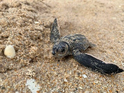 Era inusual que salieran del mar por la costa uruguaya, lo hacían más al norte, en las aguas cálidas de Brasil y aquella aparición le pareció otro síntoma de que algo iba mal