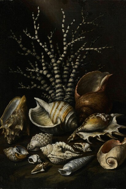 Paolo Porpora, Coral and shells, oil on canvas, 17 5/8 by 12 5/8 in.; 44.8 by 32.2 cm. Sotheby’s + Paul Kasmin Gallery , Naturalia: Scenes from the Underbrush, 19 January – 4 March 2017