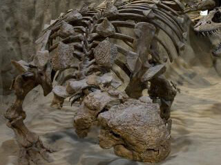 Dinosaur Hall. Courtesy of Royal Tyrrell Museum