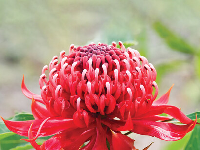 Waratah