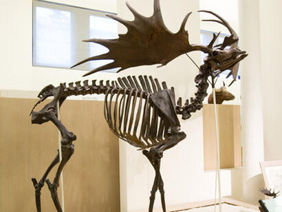 Milstein Hall of Advanced Mammals. Courtesy of American Museum of Natural History
