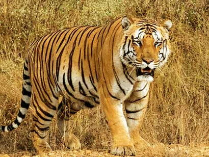 An Indian tiger in the wild